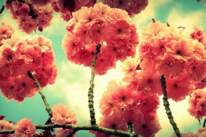cabang, bunga-bunga, musim semi, pohon