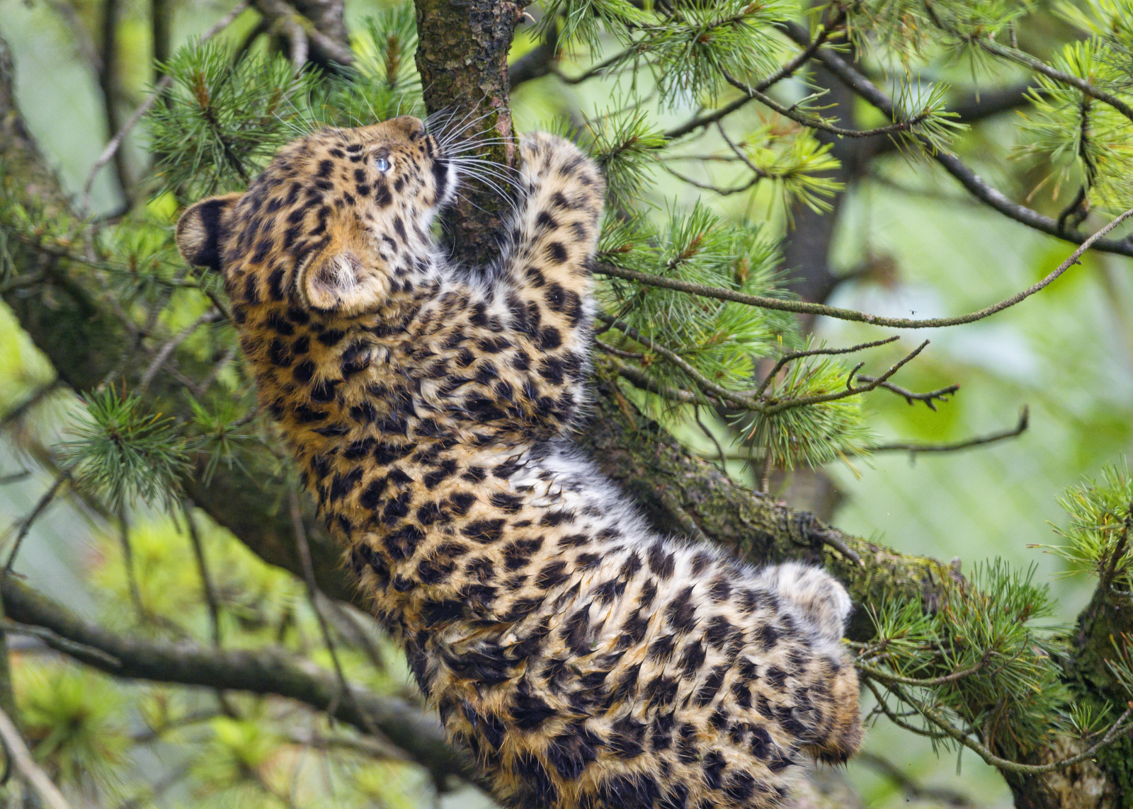 가지, 고양이, 소나무, 견습생, 고양이 새끼, 표범, 아무르, © 탐 바코 재규어
