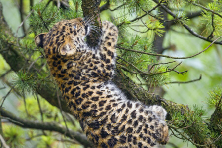 아무르, 가지, 고양이, 견습생, 고양이 새끼, 표범, 소나무, © 탐 바코 재규어