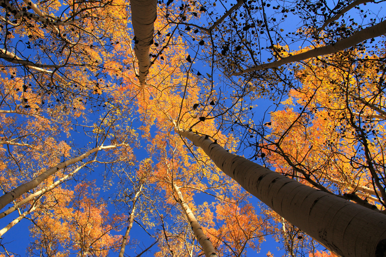 가을, 하늘, 나무, 이파리, 미국, 콜로라도, 아스펜