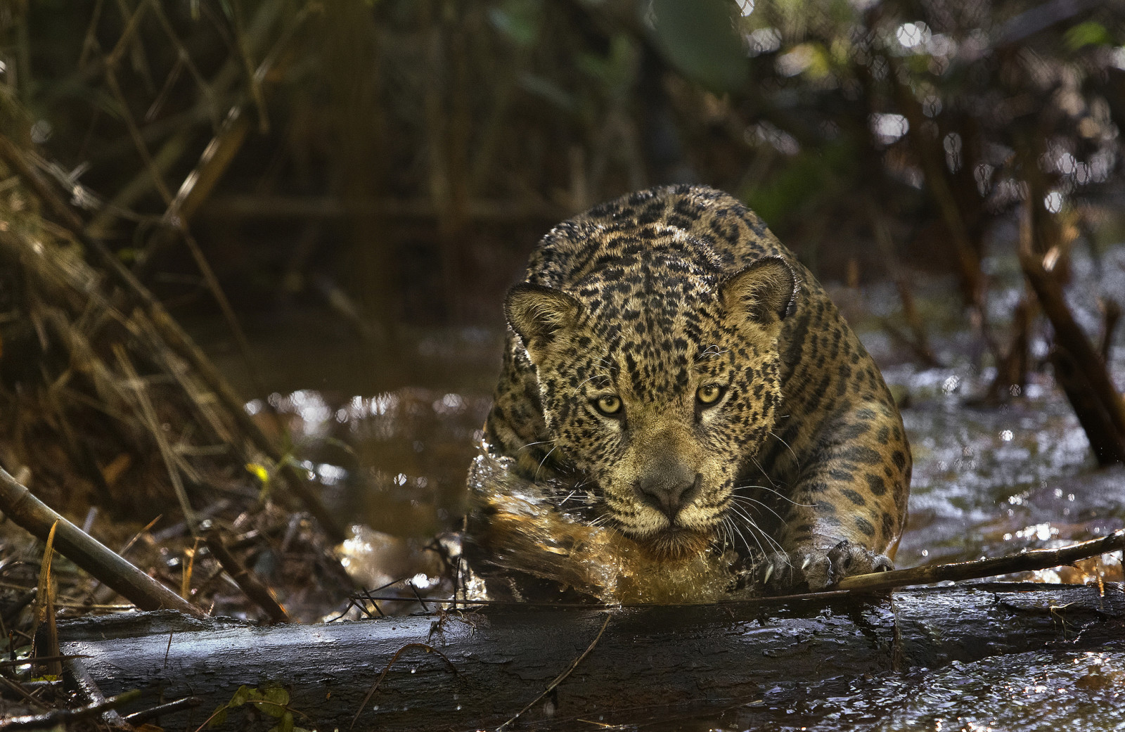 động vật ăn thịt, Báo đốm, Amazon, (phim ảnh), Amazonia