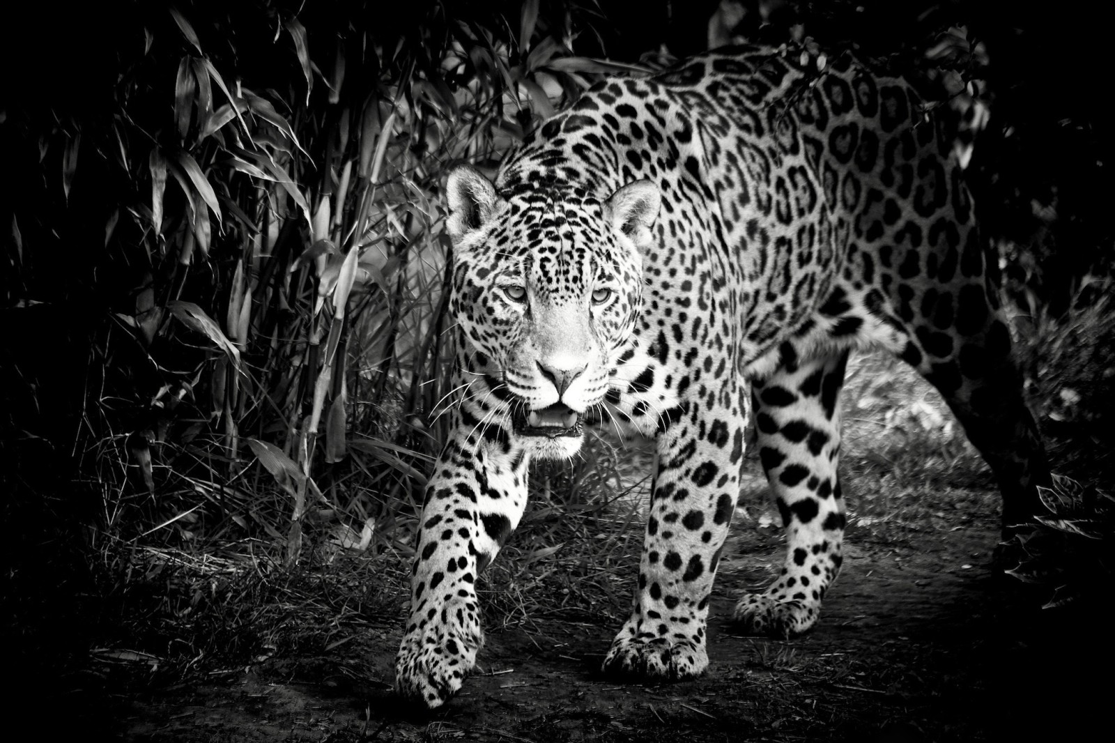hitam dan putih, wajah, predator, kucing garong, Jaguar