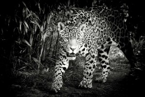 黑和白, 面对, 美洲虎, 捕食者, 野猫
