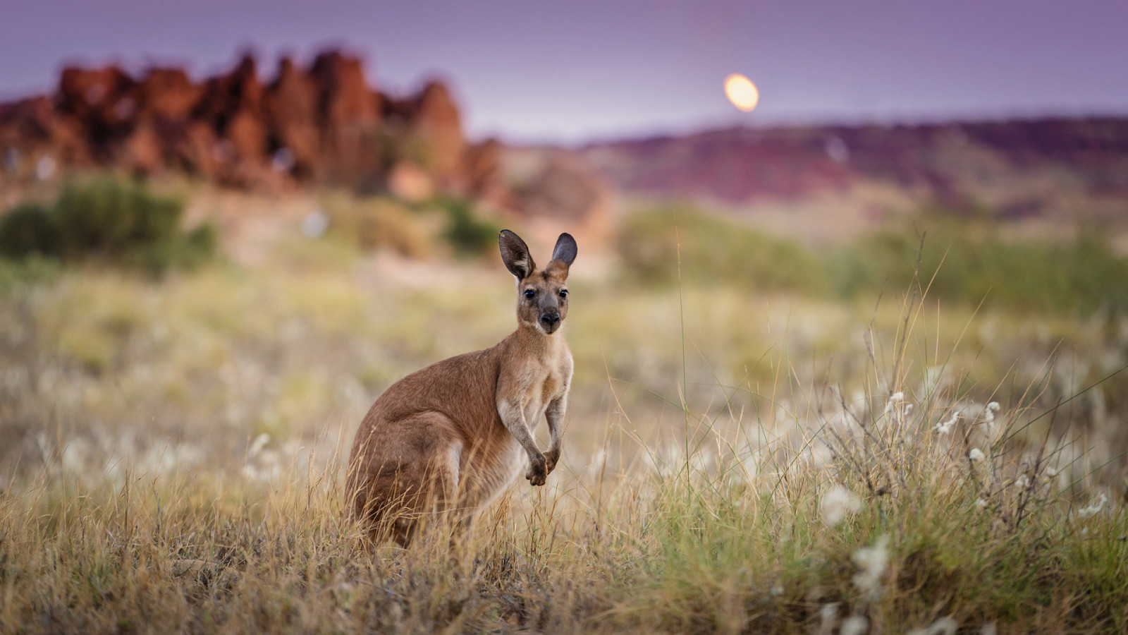 pagi, Australia, kanguru