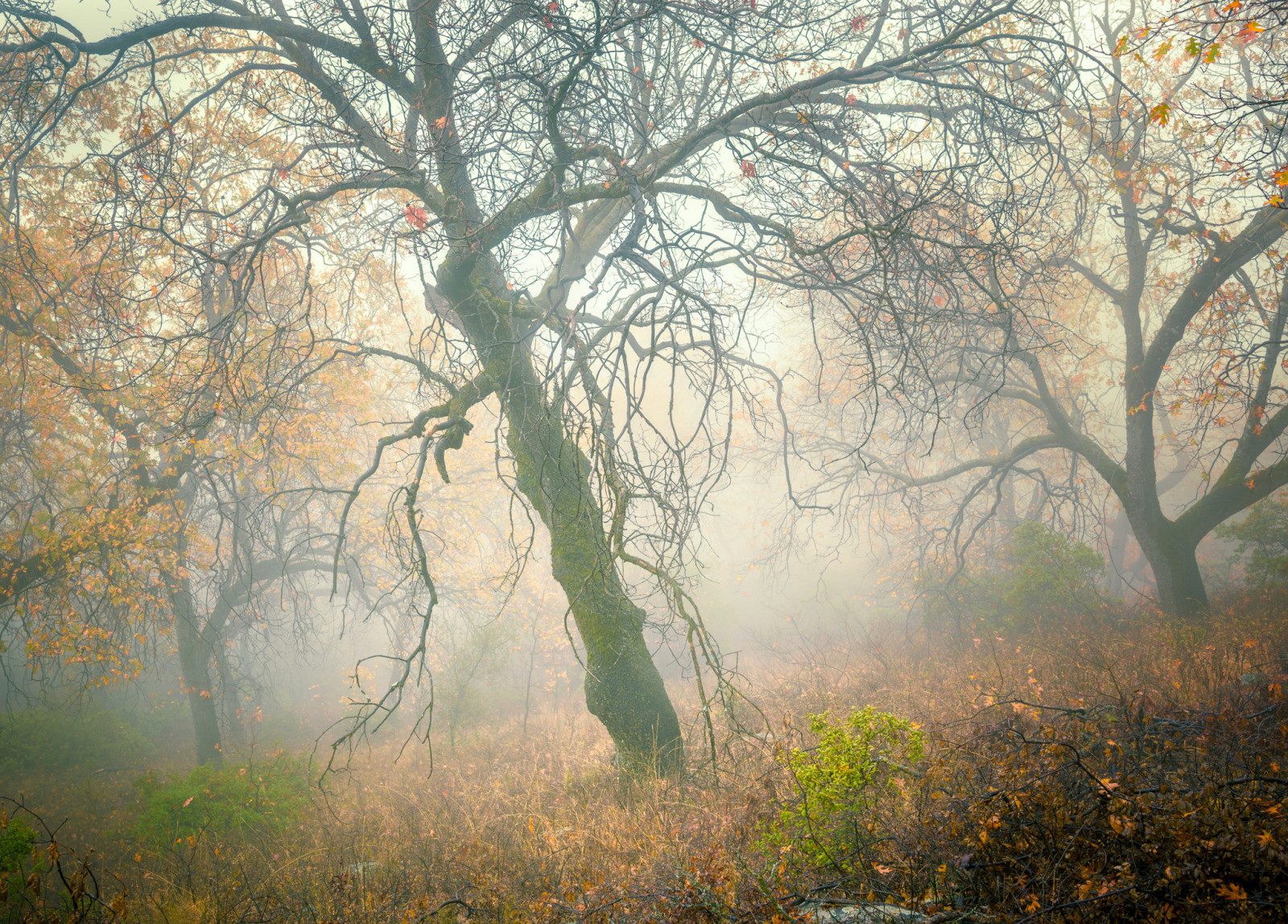 秋, 森林, 木, 霧, スロープ