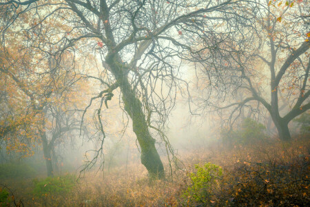 秋, 霧, 森林, スロープ, 木