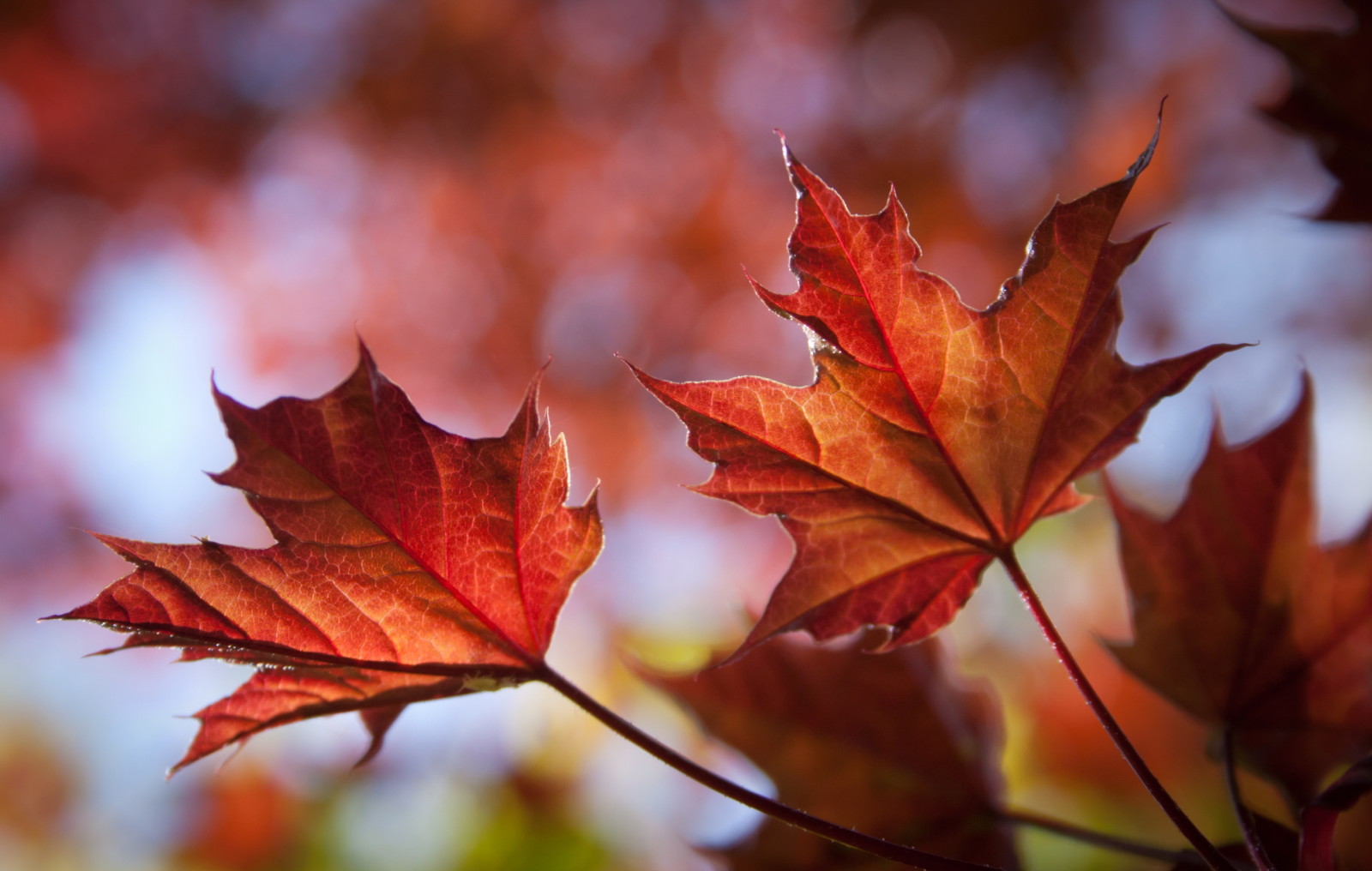 musim gugur, Daun-daun, maple