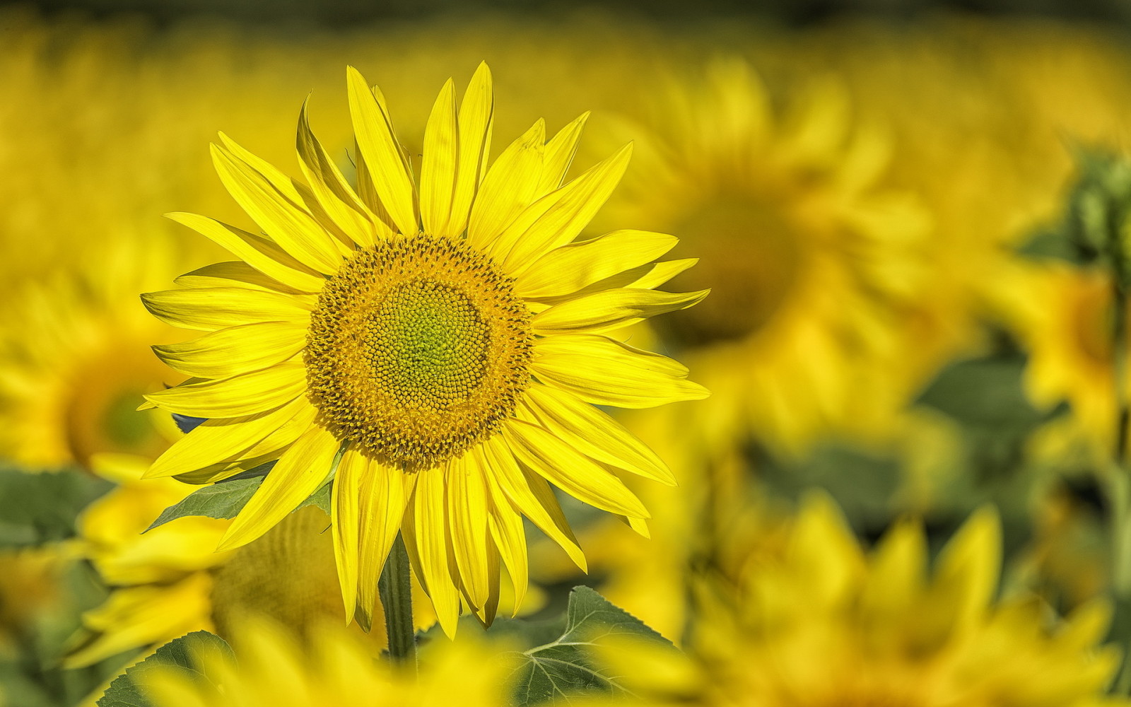 alam, Latar Belakang, bunga matahari
