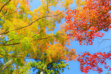 秋, 葉, 深紅, 空, 木