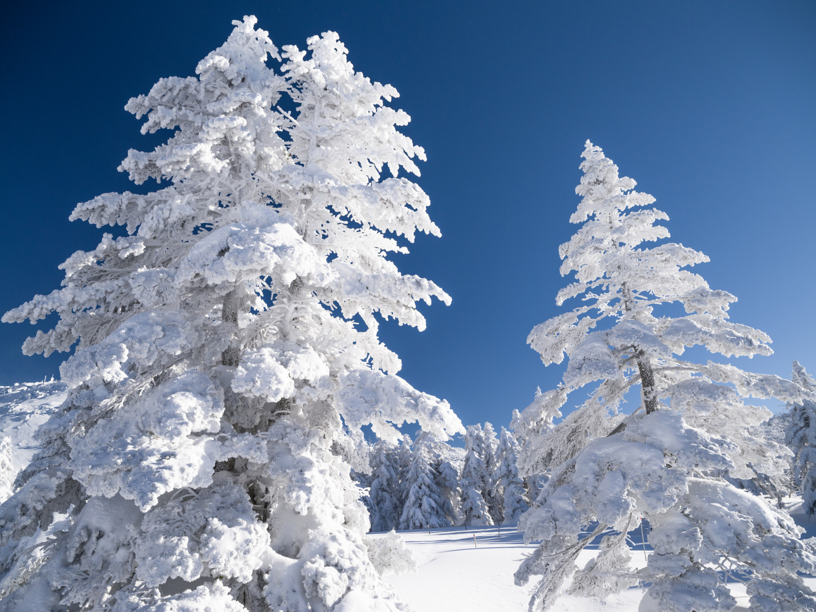 雪, 空, 冬, 風景, 木