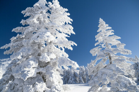 風景, 雪, 空, 木, 冬