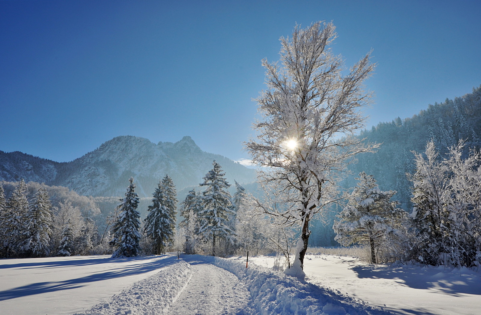 雪, 自然, 冬季, 树木