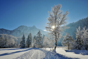 자연, 눈, 나무, 겨울