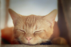 ネコ, キティ, コタ, 赤い顔, 睡眠