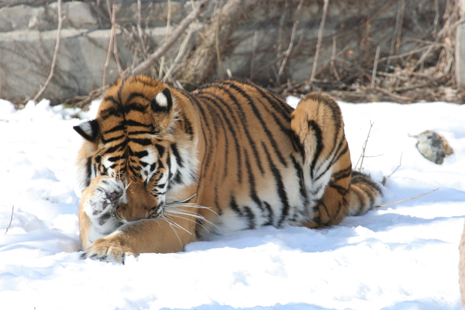 salju, kucing, harimau, Amur