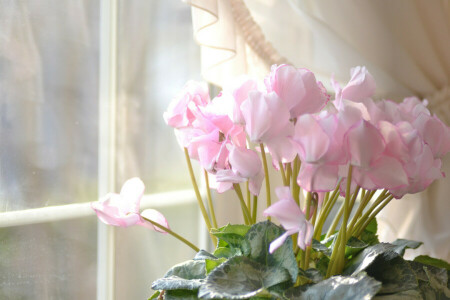 시클라멘, 꽃들, 집, 분홍, 창문