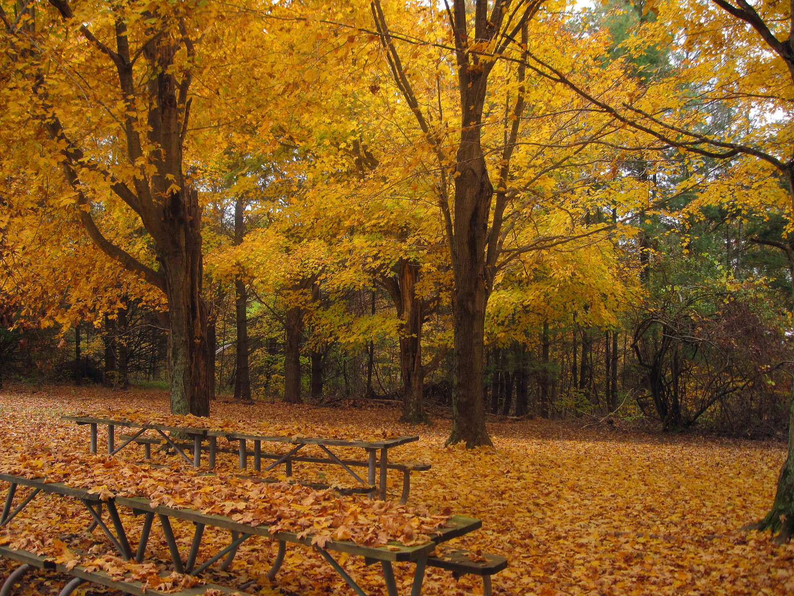 秋季, 自然, 公园, 叶子, 落叶, 树木, 树叶, 秋季