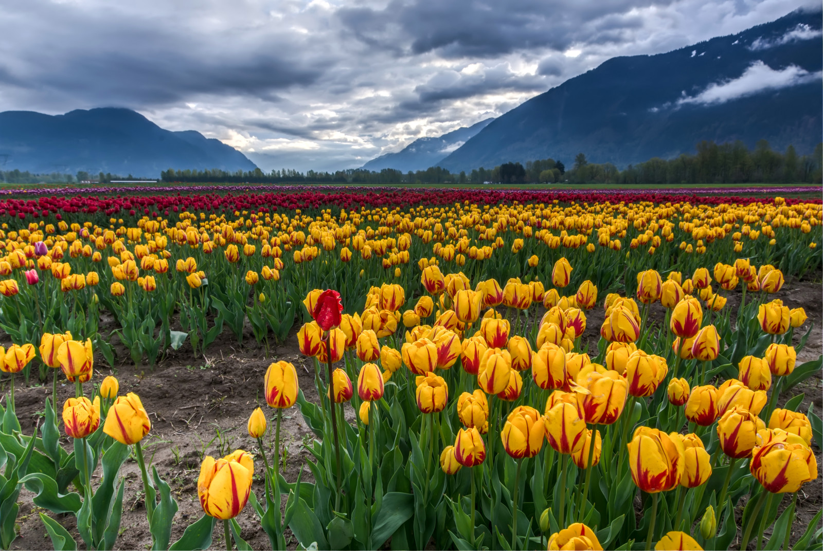 phong cảnh, màu vàng, màu đỏ, cánh đồng, những đám mây, núi, Hoa tulip, Đầy màu sắc