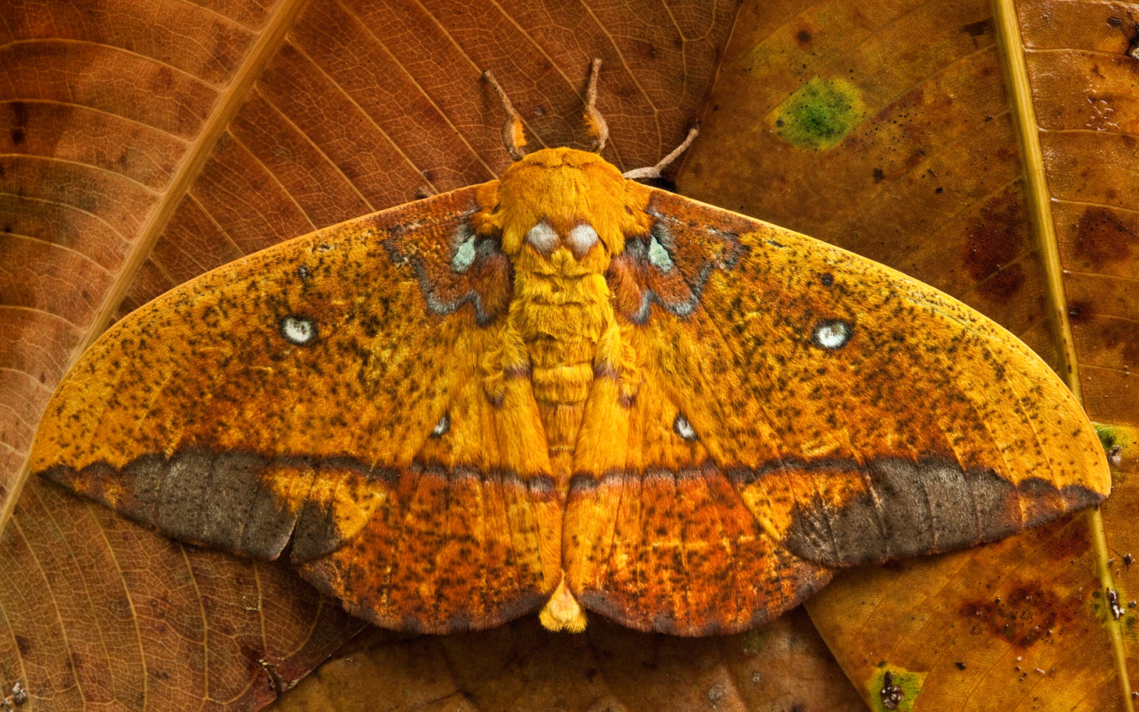 KUPU-KUPU, Daun-daun, sayap, Ekuador, Ngengat saturniid, Taman Nasional Yasuni