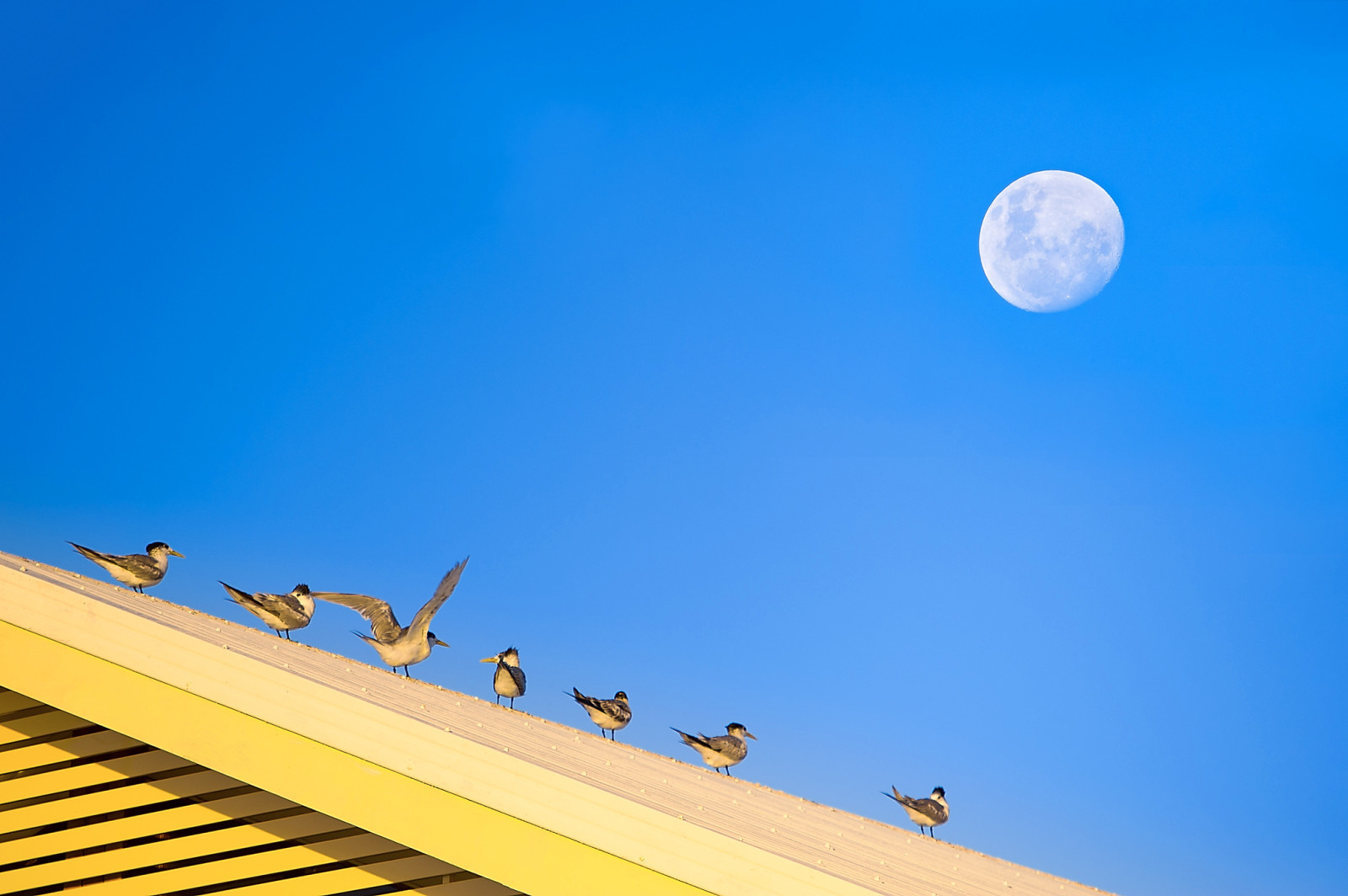 天空, 月亮, 鸟类, 屋顶