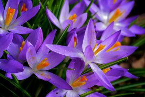 Krokus, Thiên nhiên, Sơn, cánh hoa, mùa xuân