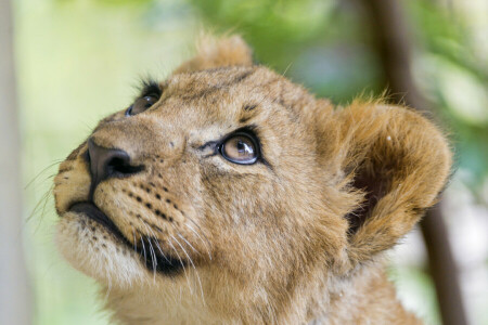 カブ, 面, キティ, ライオン, 見て, ©タンバコジャガー