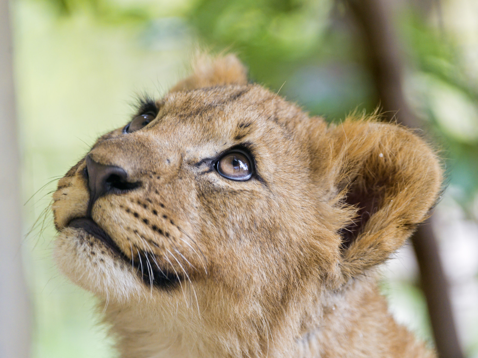 nhìn, khuôn mặt, đàn con, mèo con, sư tử, © Tambako Con báo đốm