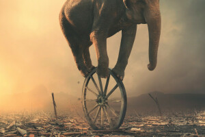 미술, 코끼리, 바퀴