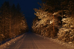 숲, 밤, 도로