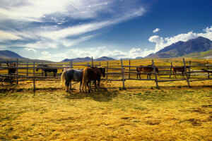 cánh đồng, ngựa, hàng rào