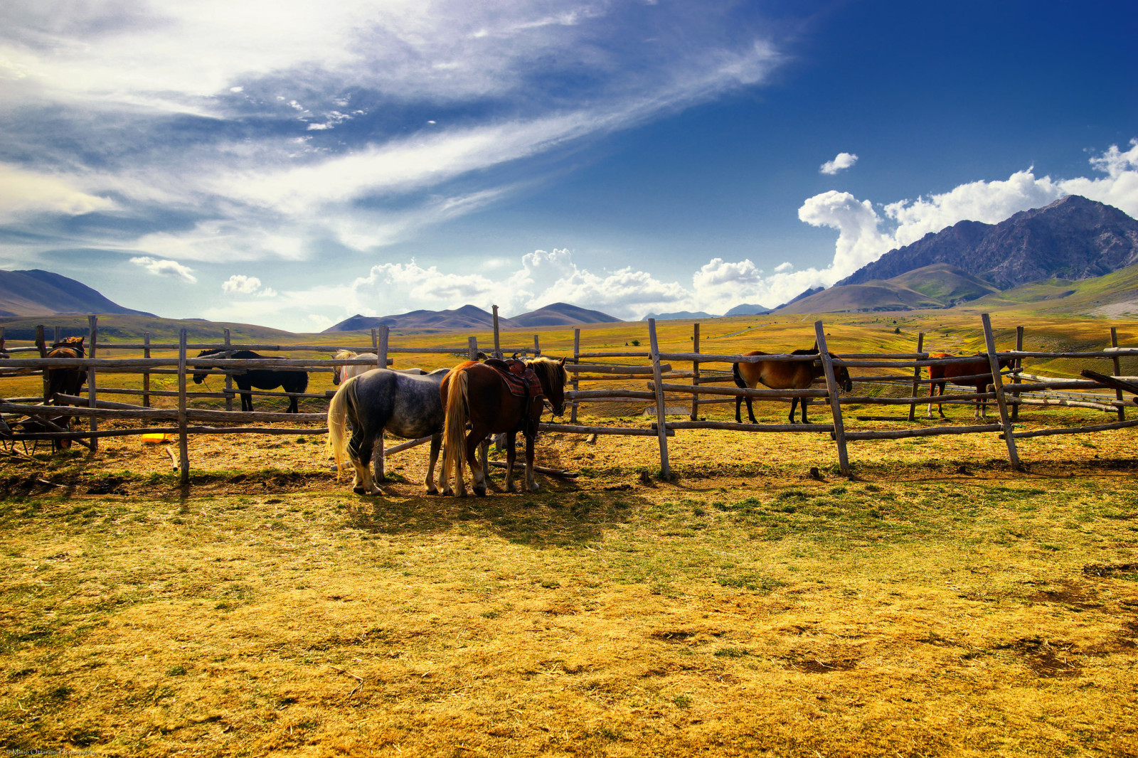 ngựa, cánh đồng, hàng rào