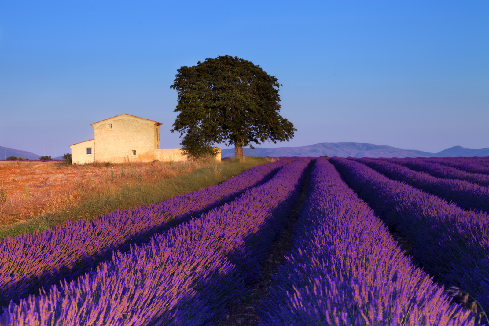 pohon, biru, langit, rumah, bidang, lavender, Perancis