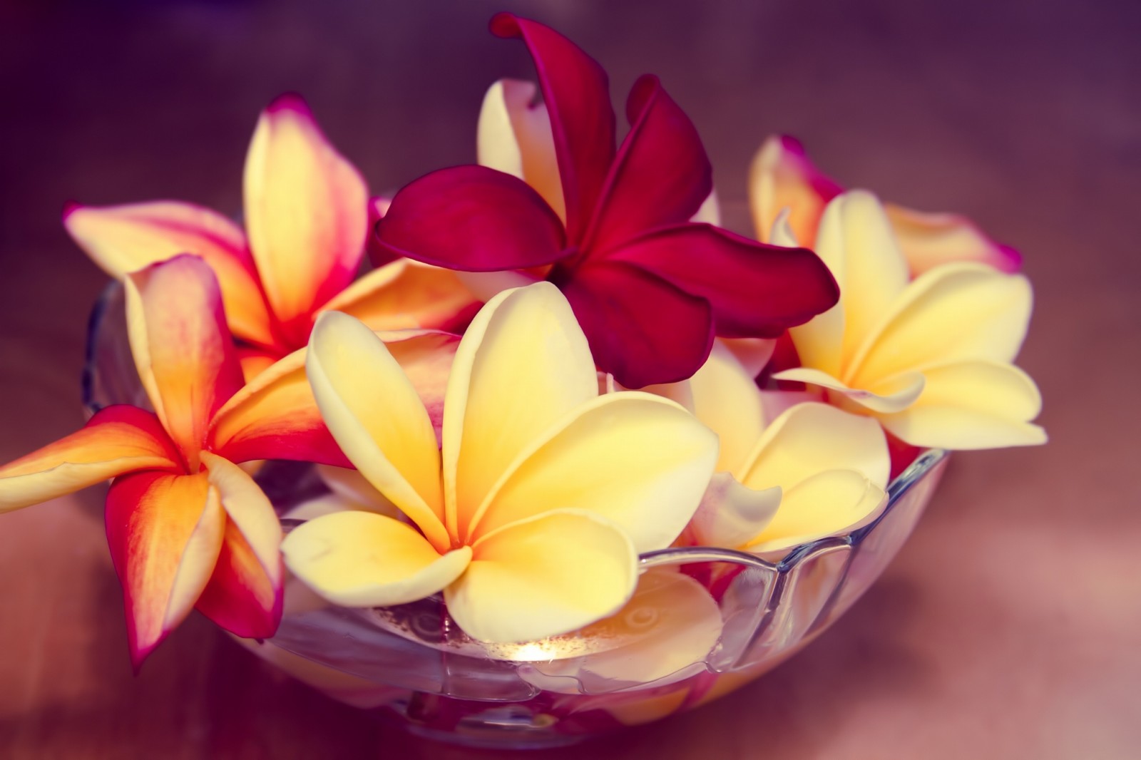 makro, bunga-bunga, mangkuk, eksotik, Hawaii