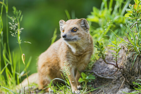 잔디, 보기, 몽구스, 육식 동물, © 탐 바코 재규어