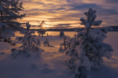 ノルウェー, 雪, 日没, 雪, 木, 冬