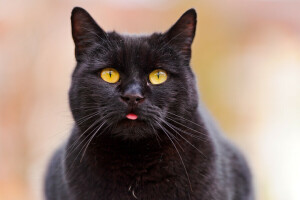 黒猫, ネコ, 面, 言語, 見て, ©タンバコジャガー
