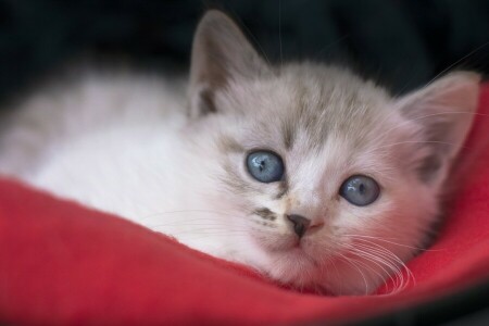 파란 눈, 고양이 새끼, 보기, 포구