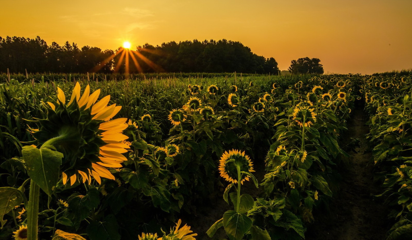 matahari terbenam, pemandangan, bunga matahari