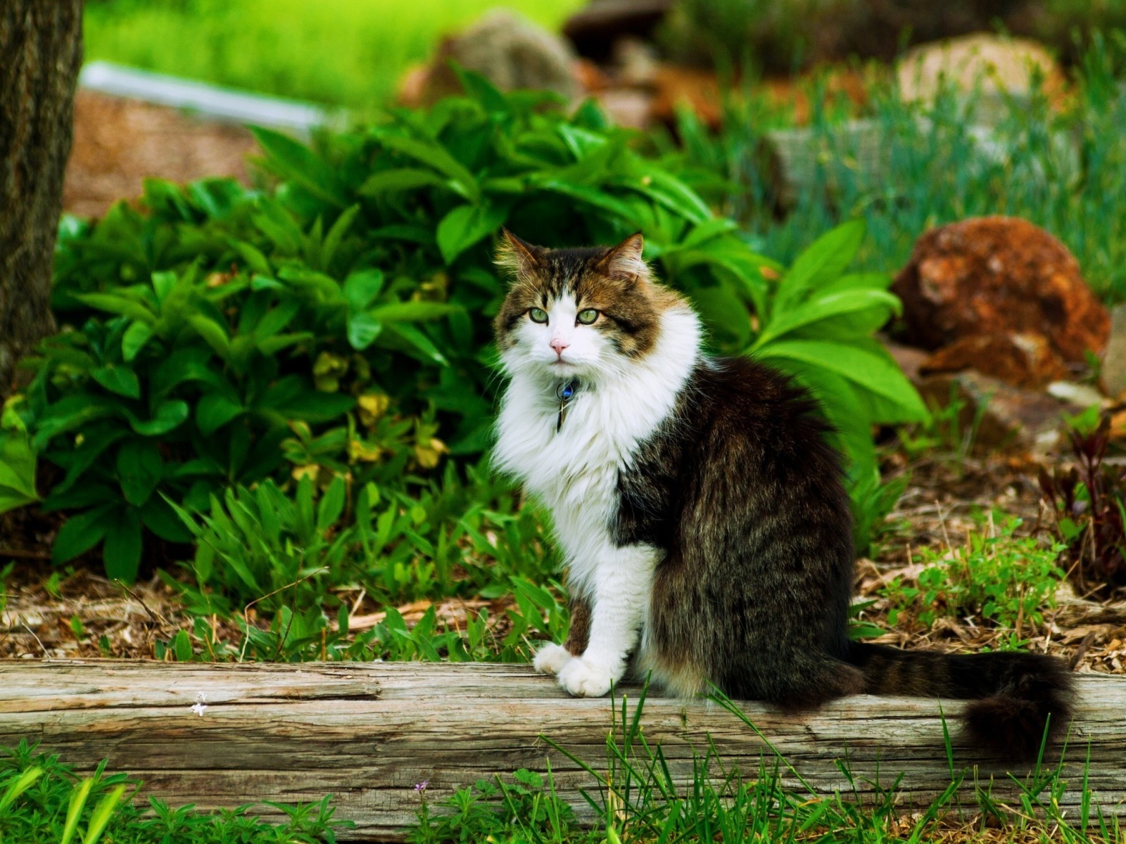 con mèo, ngồi, mùa hè, rau xanh