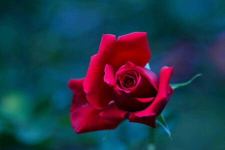 Nụ, vĩ mô, cánh hoa, Hoa hồng