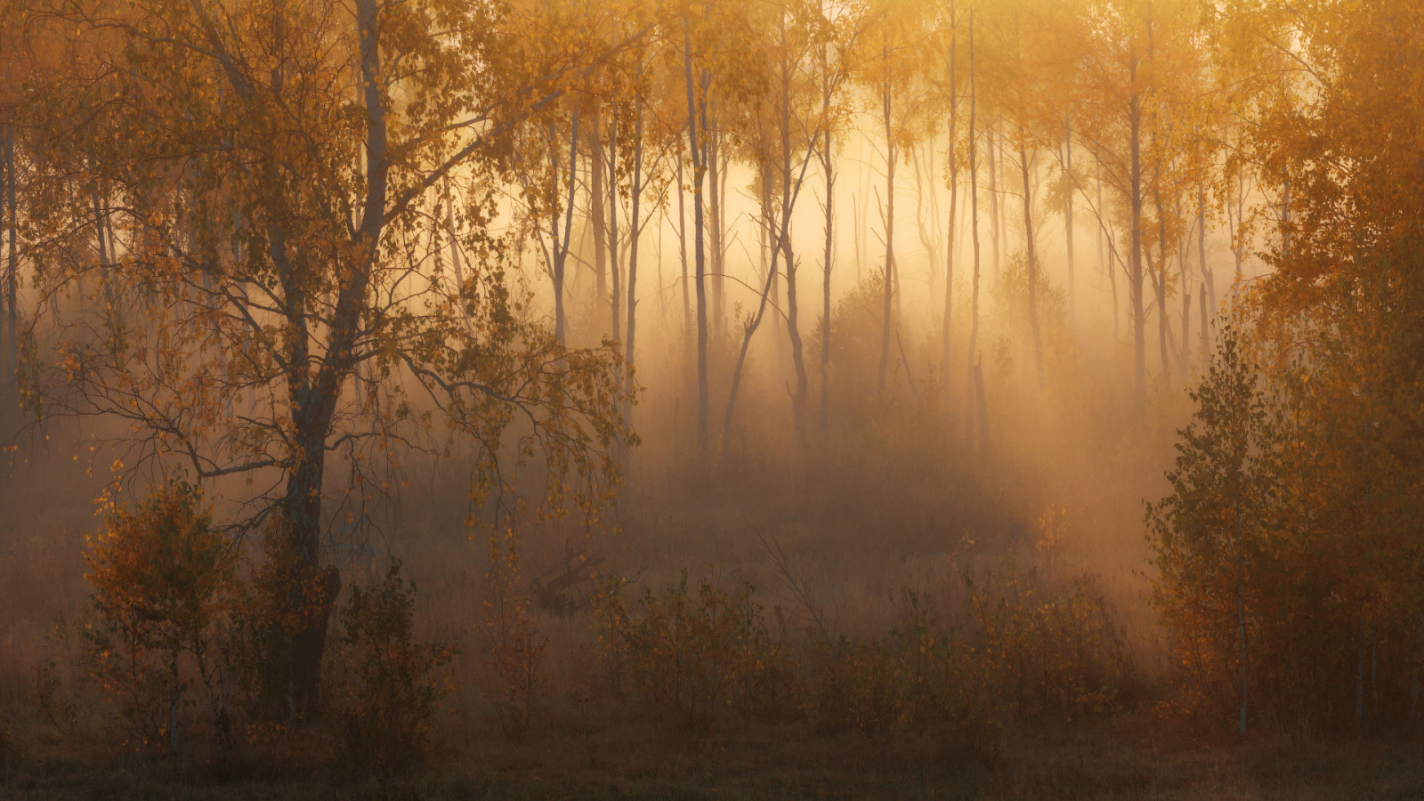 musim gugur, hutan, cahaya, kabut
