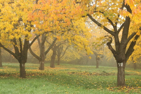 가을, 가을, 안개, 잎, 이파리, 자연, 십일월, 공원
