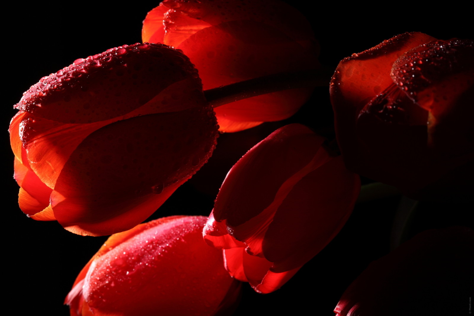 vĩ mô, màu đỏ, những bông hoa, Hoa tulip, Nước, giọt