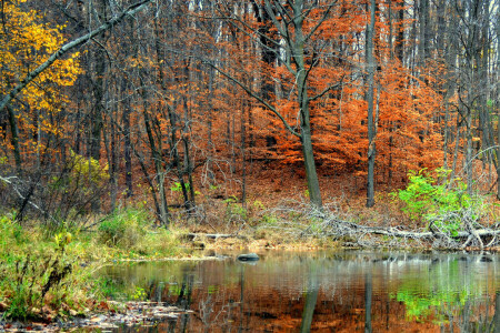秋, 森林, 池, 反射, 木
