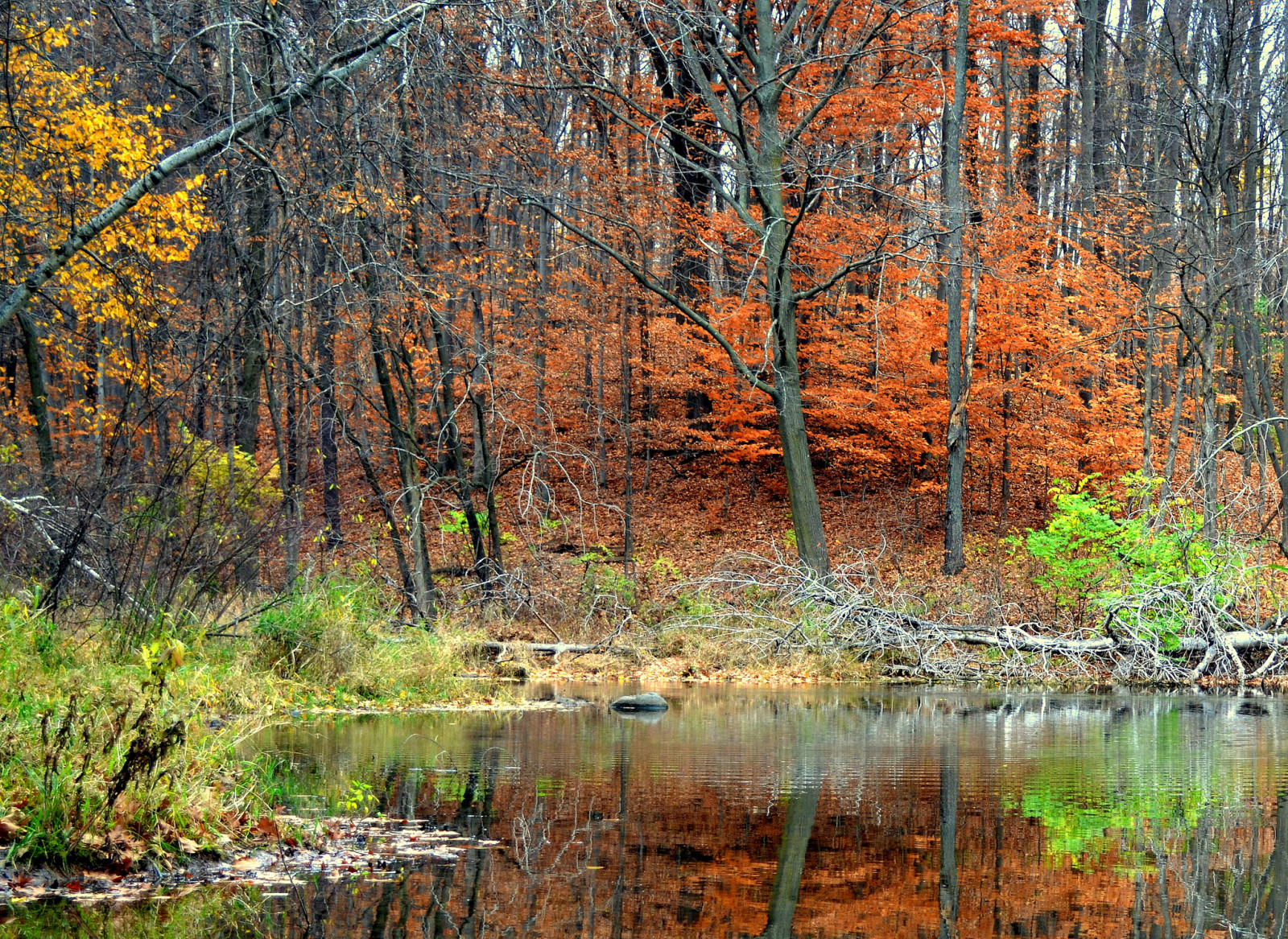 musim gugur, hutan, refleksi, pohon, kolam