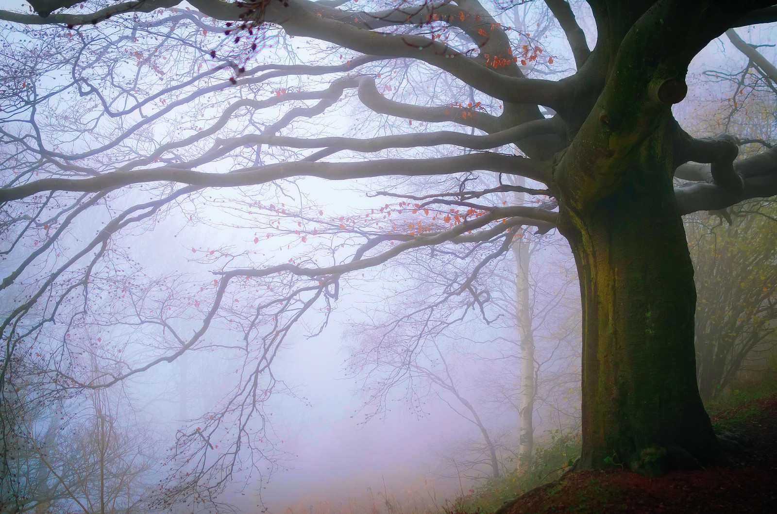 秋季, 森林, 英国, 多雾路段, 十一月, 大莫尔文山