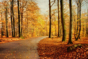 秋, 自然, 道路, 木