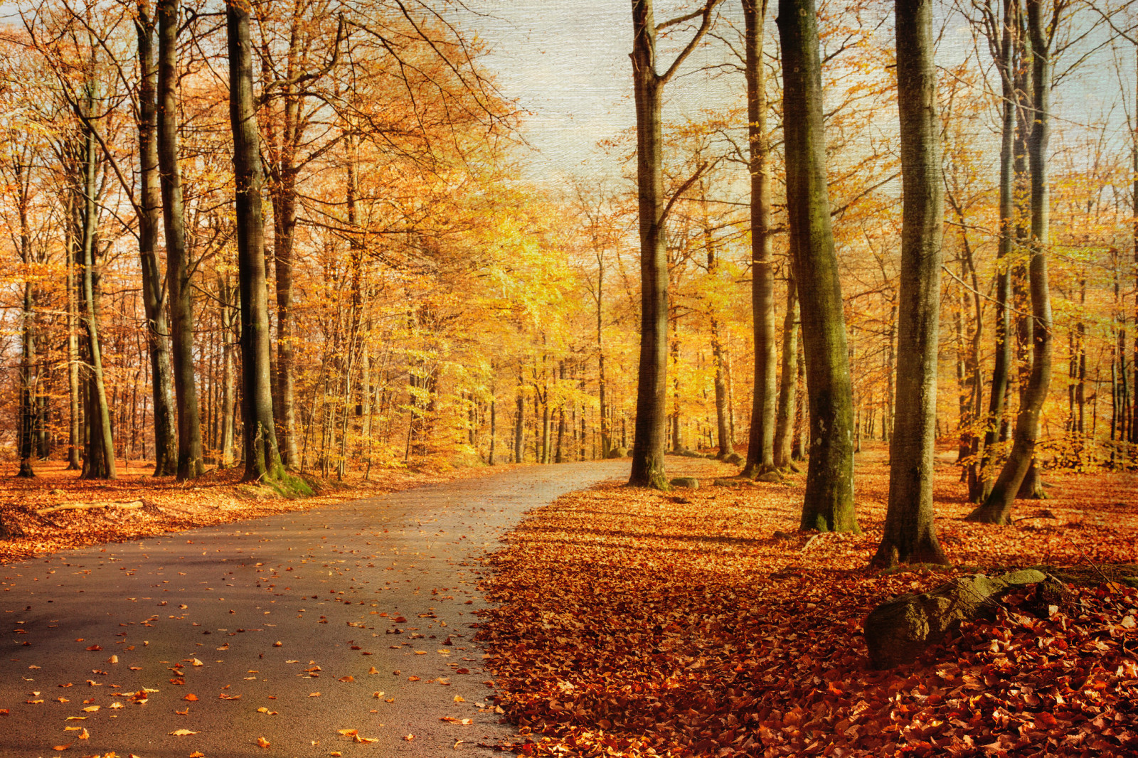 秋季, 自然, 路, 树木