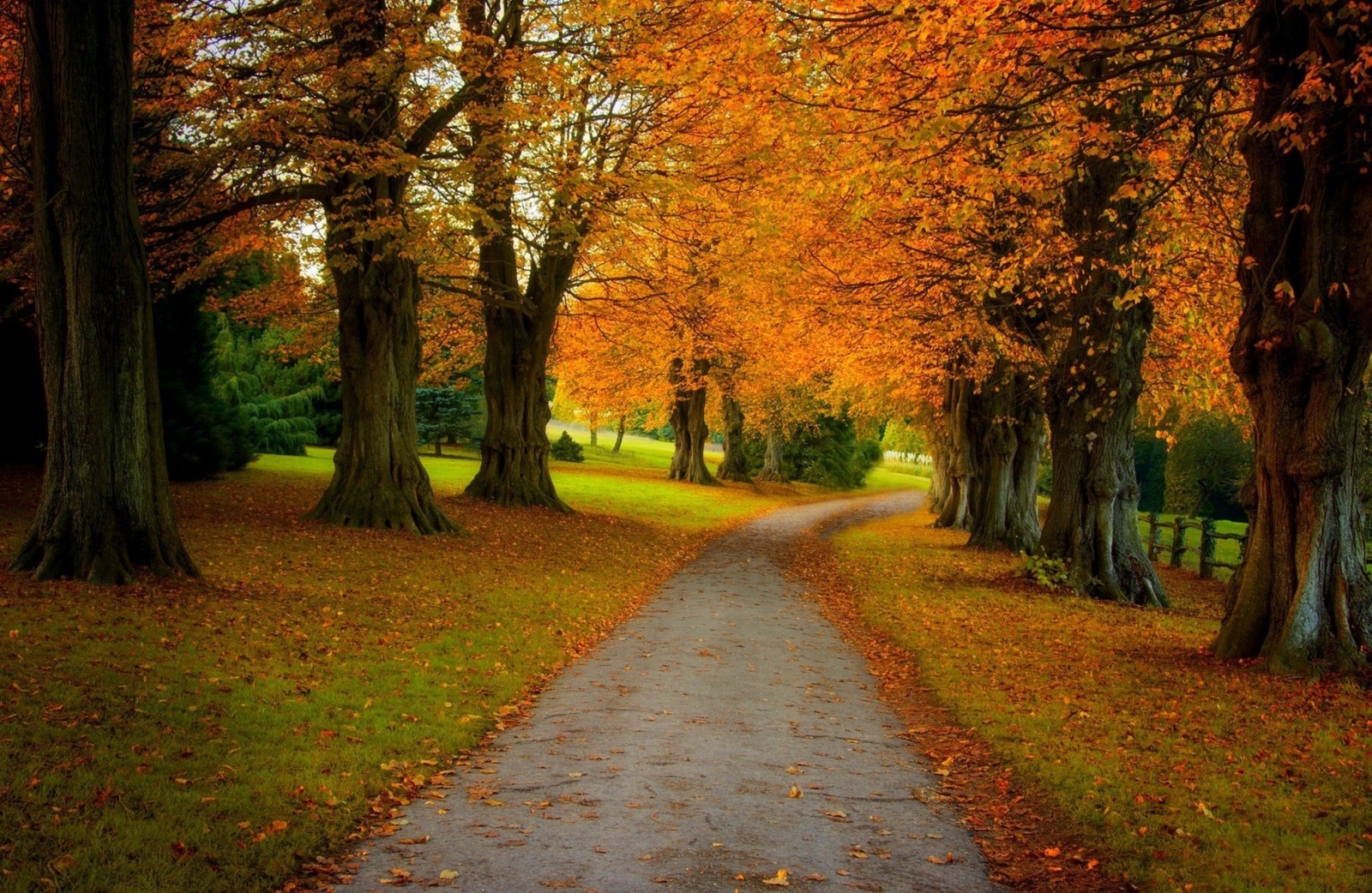 가을, 공원, 도로, 나무, 이파리, 골목