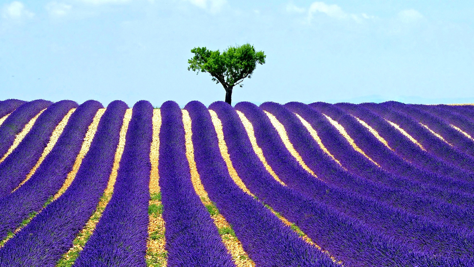 pohon, langit, bidang, lavender